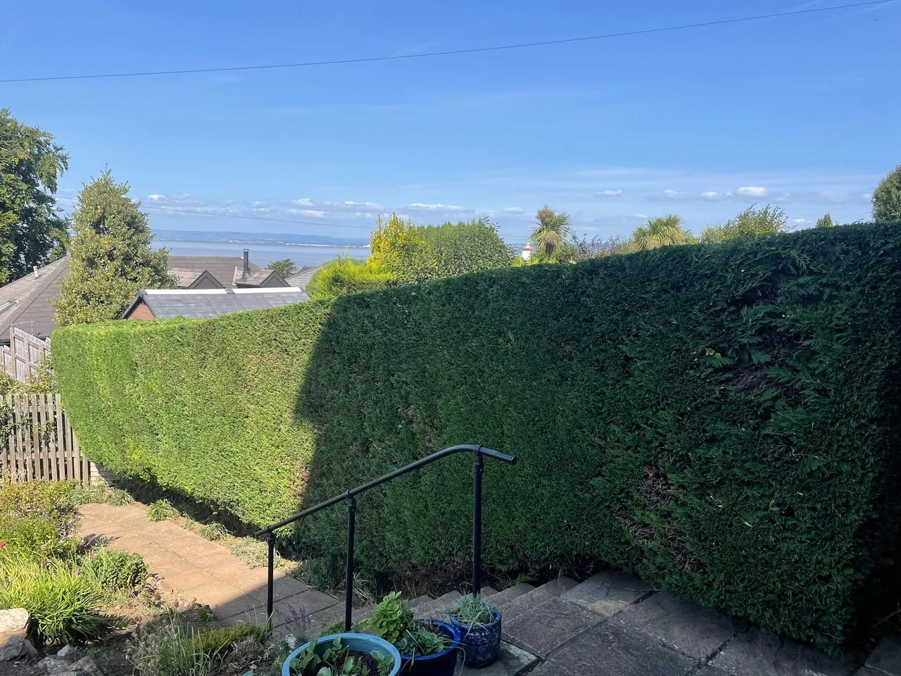 A tall conifer hedge freshly cut back, with the Severn estuary beyond