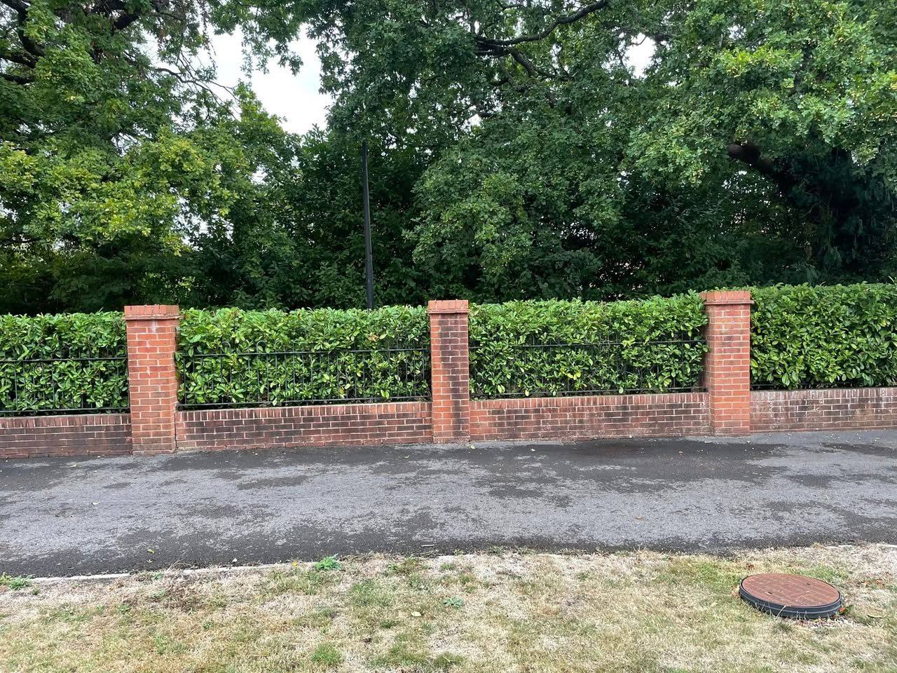 A long hedge neatly trimmed along a brick wall